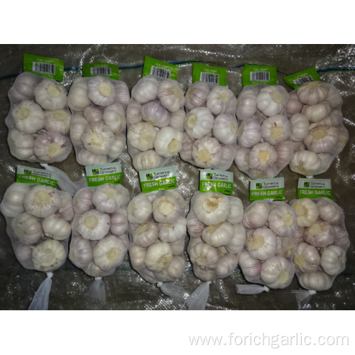 Fresh Normal Garlic Jinxiang